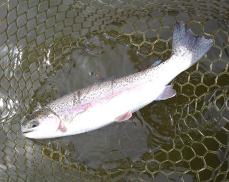 大安トラウトレイク釣果